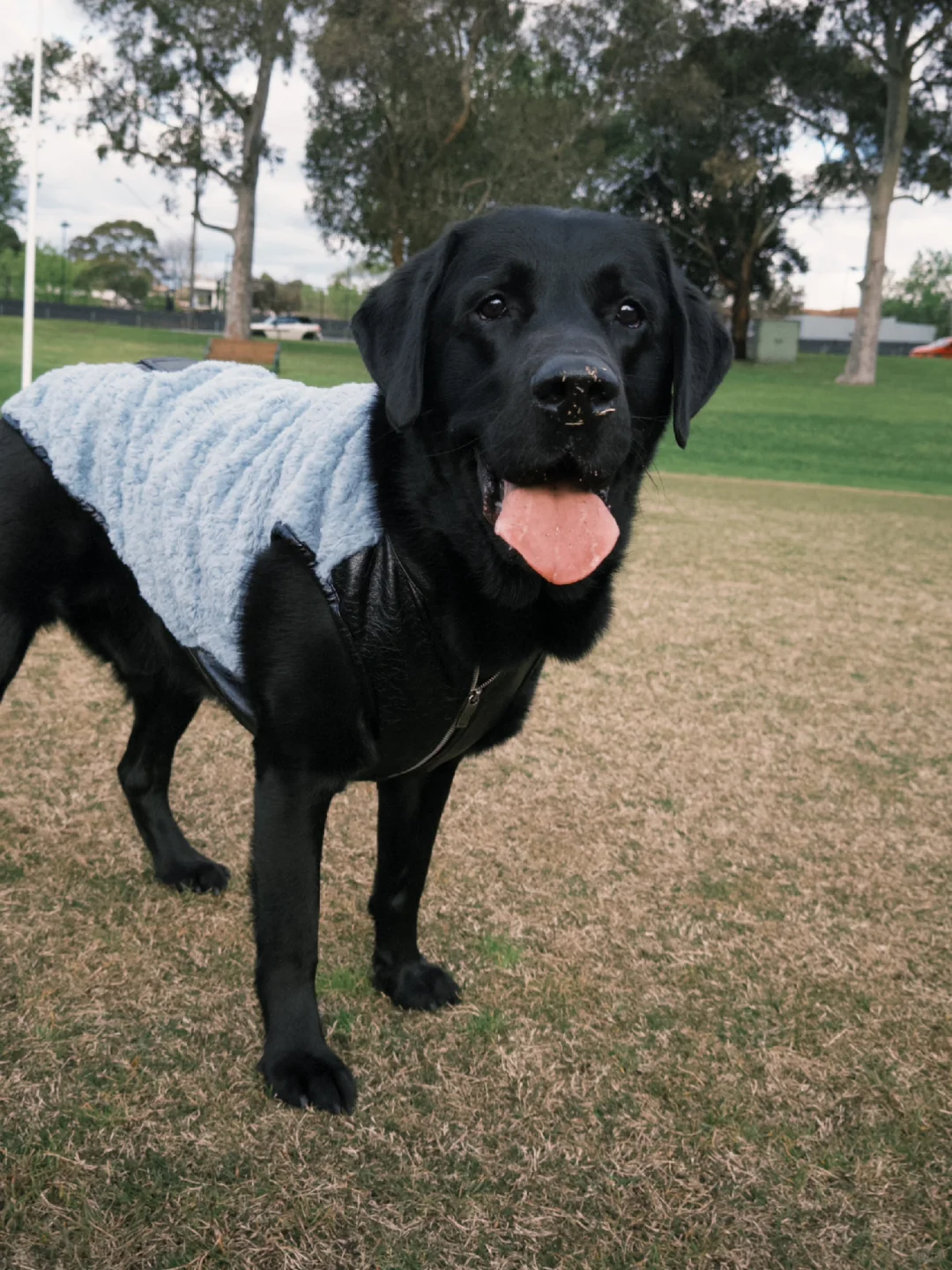 谁的鼻子上都是草草