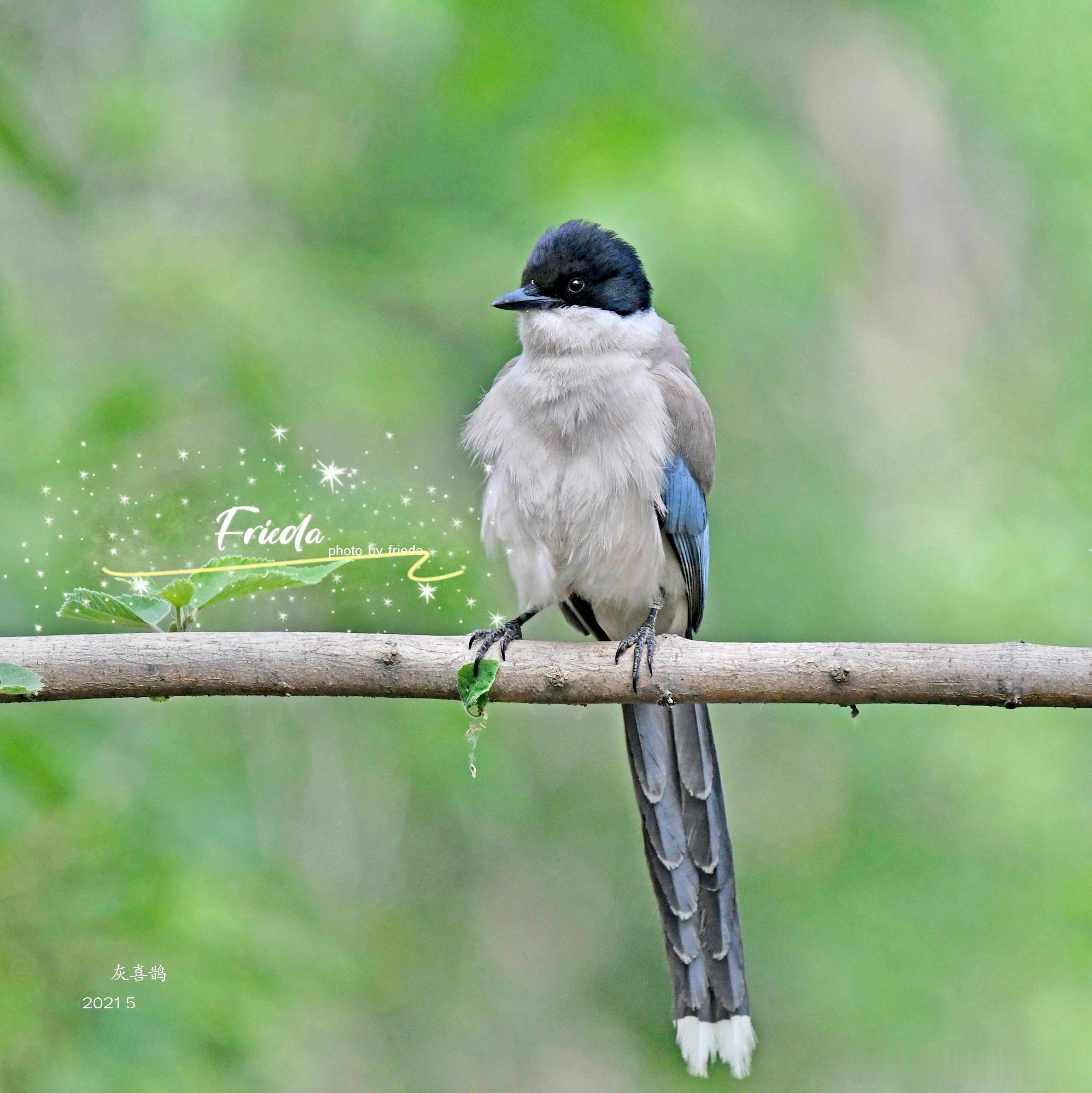 早上好！灰喜鹊Azure-winged Magpie 