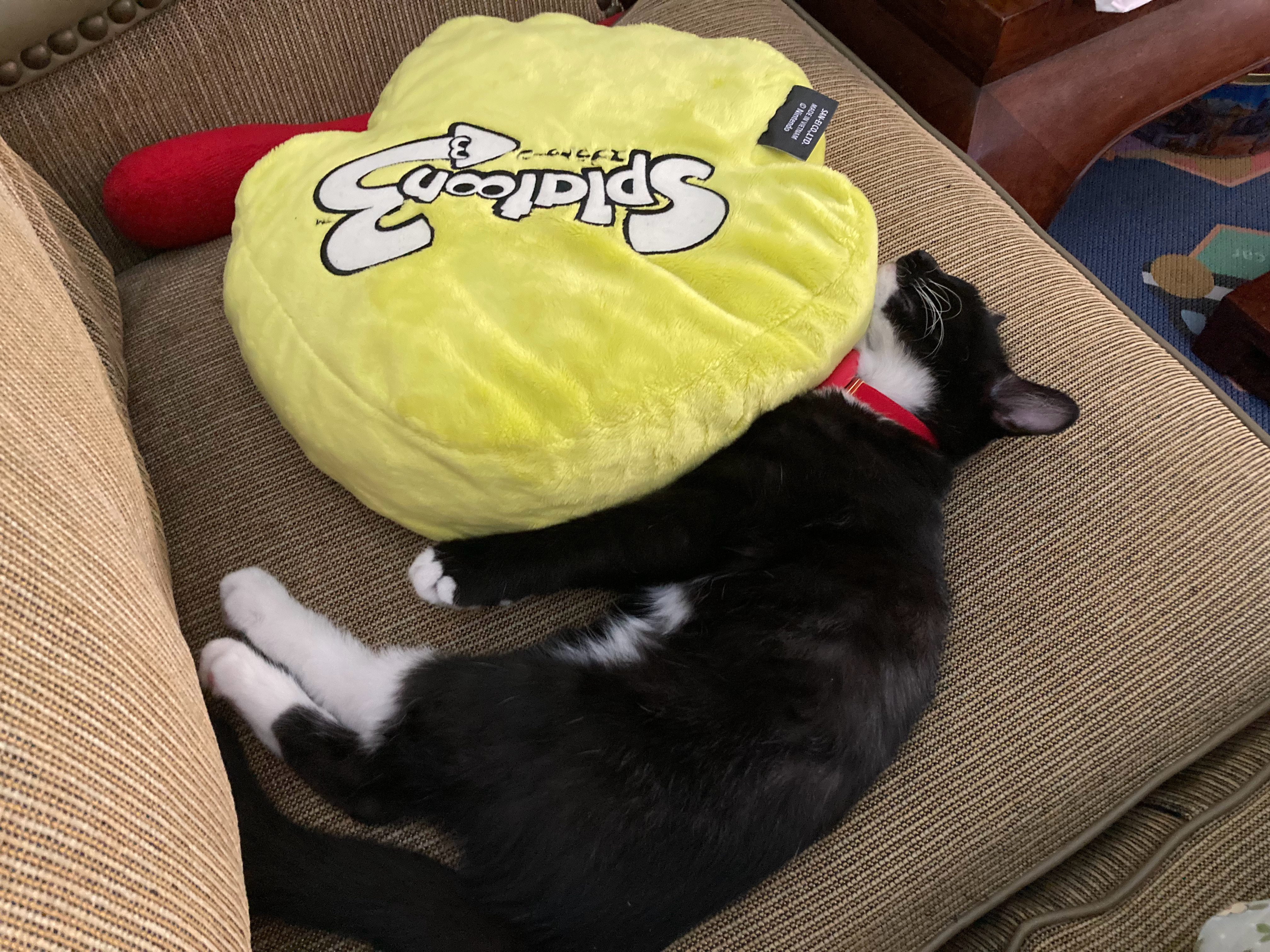 屎不拉通3代言猫 