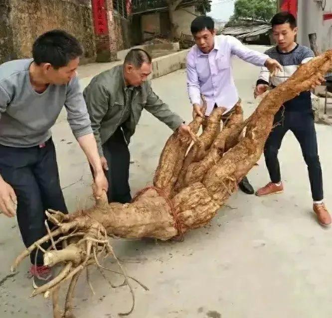 “2018年，广西钦州，一位农民正在清理自家后院的杂草时，挖出来一个野生葛根，居