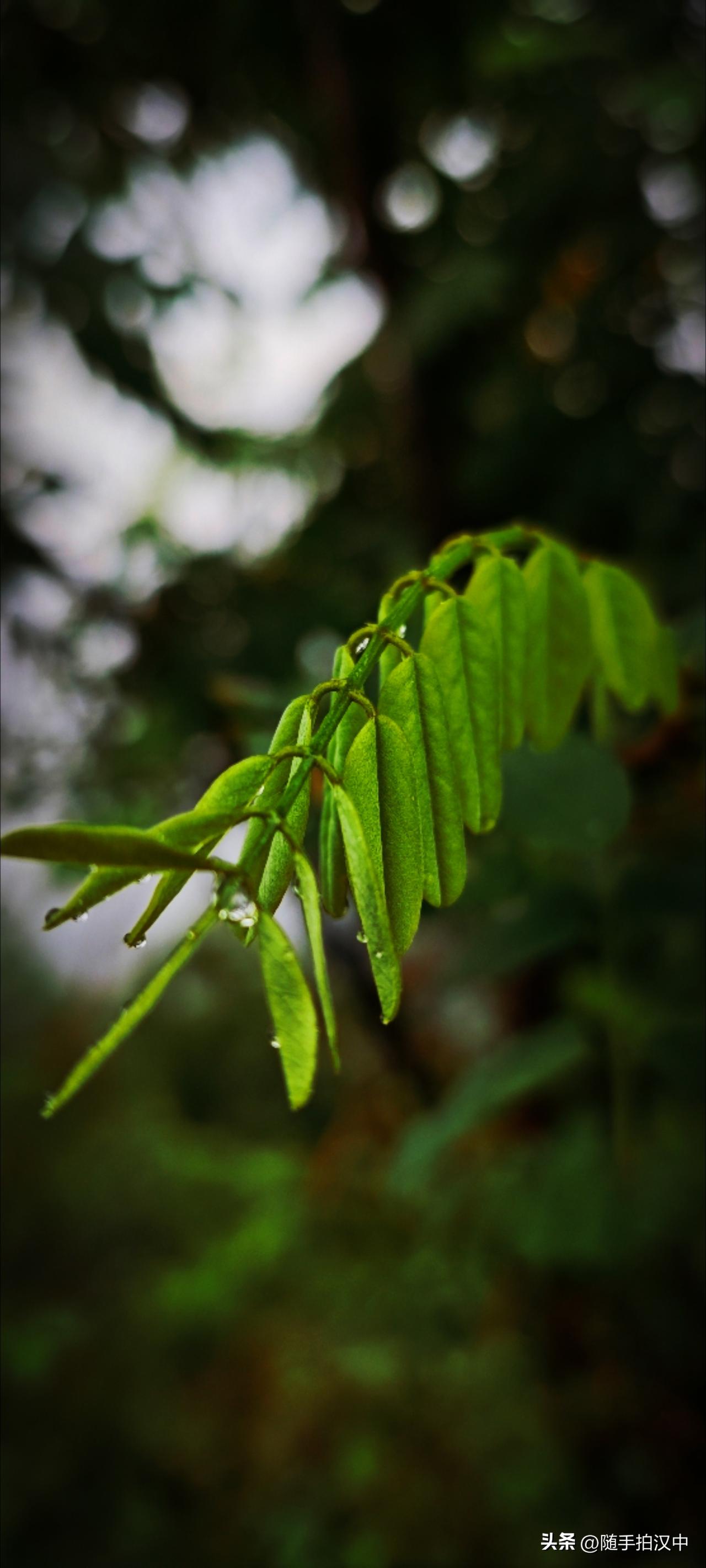 雨天很是清凉，何为凉？凉，是一种感受，痛快且舒服。徜徉其间，清凉是一种直白的感受