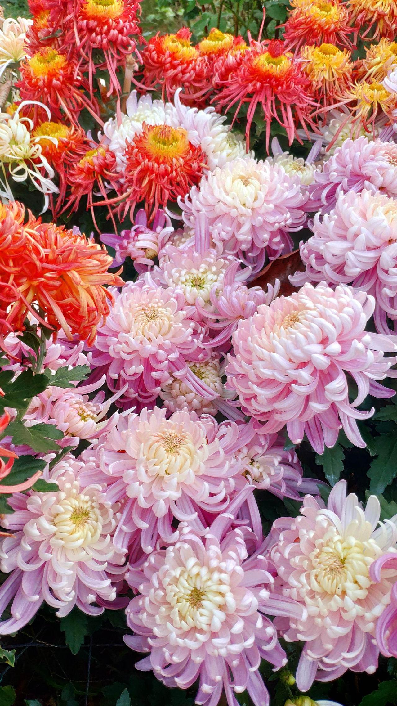 养花人的乐趣 我的花花草草🌸🌸 花与生活 养花人 花开富贵好运来
