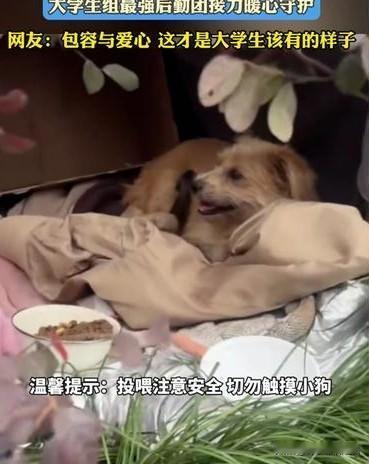 2025年冬，一只流浪狗在校园角落悄悄产崽。消息传开，学生们爱心涌动，自发组成“