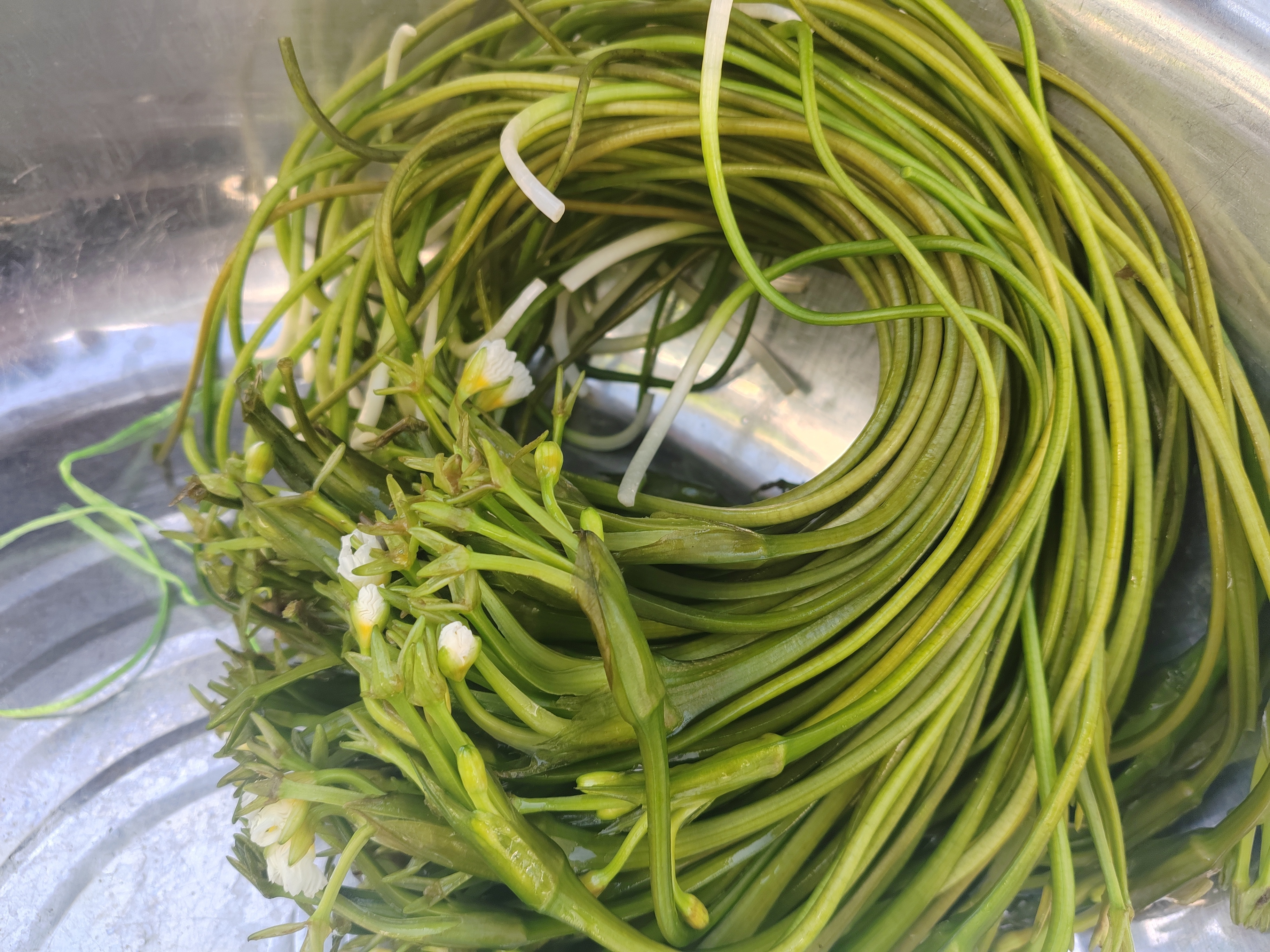 今天吃水性杨花 