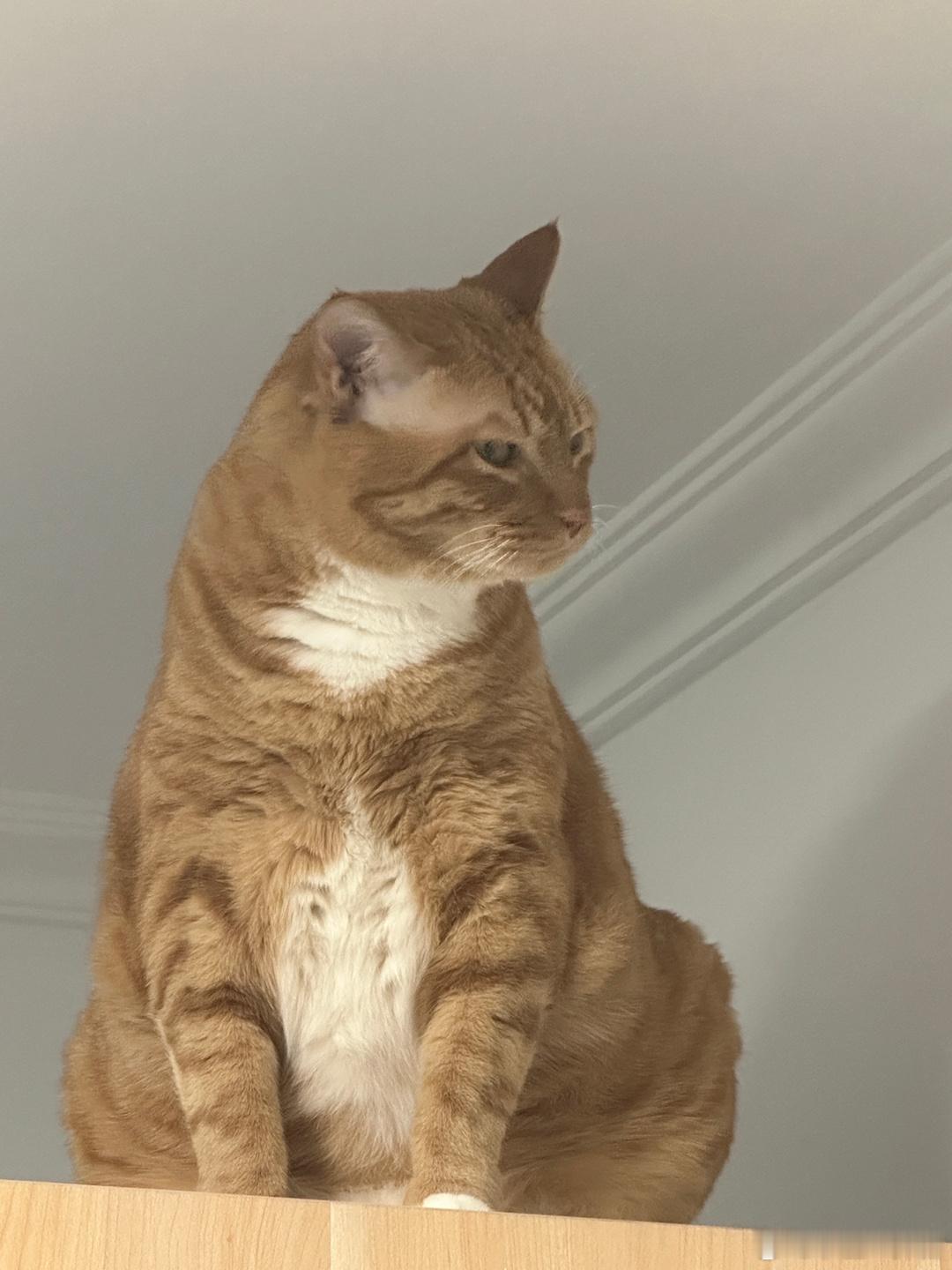 把猫猫气成表情包：[怒] ​​​