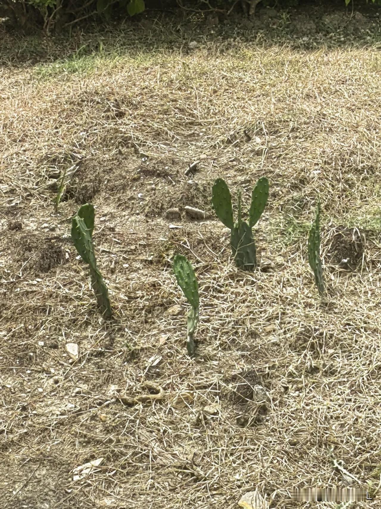 野草荒园里，绿意盎然生，几株仙人掌在干燥的土地上顽强的生长着。