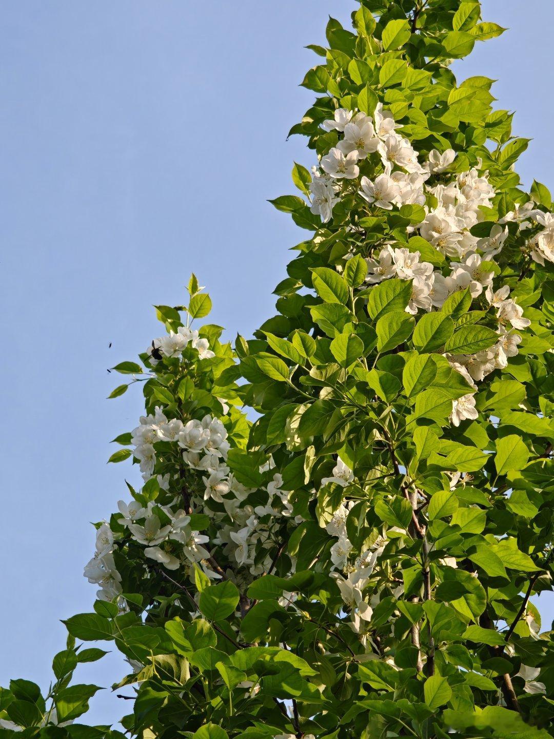 vivo 这个周末到公园玩的人多了好多。花开满枝头，绿叶🍃相互照应，小孩玩喊泉