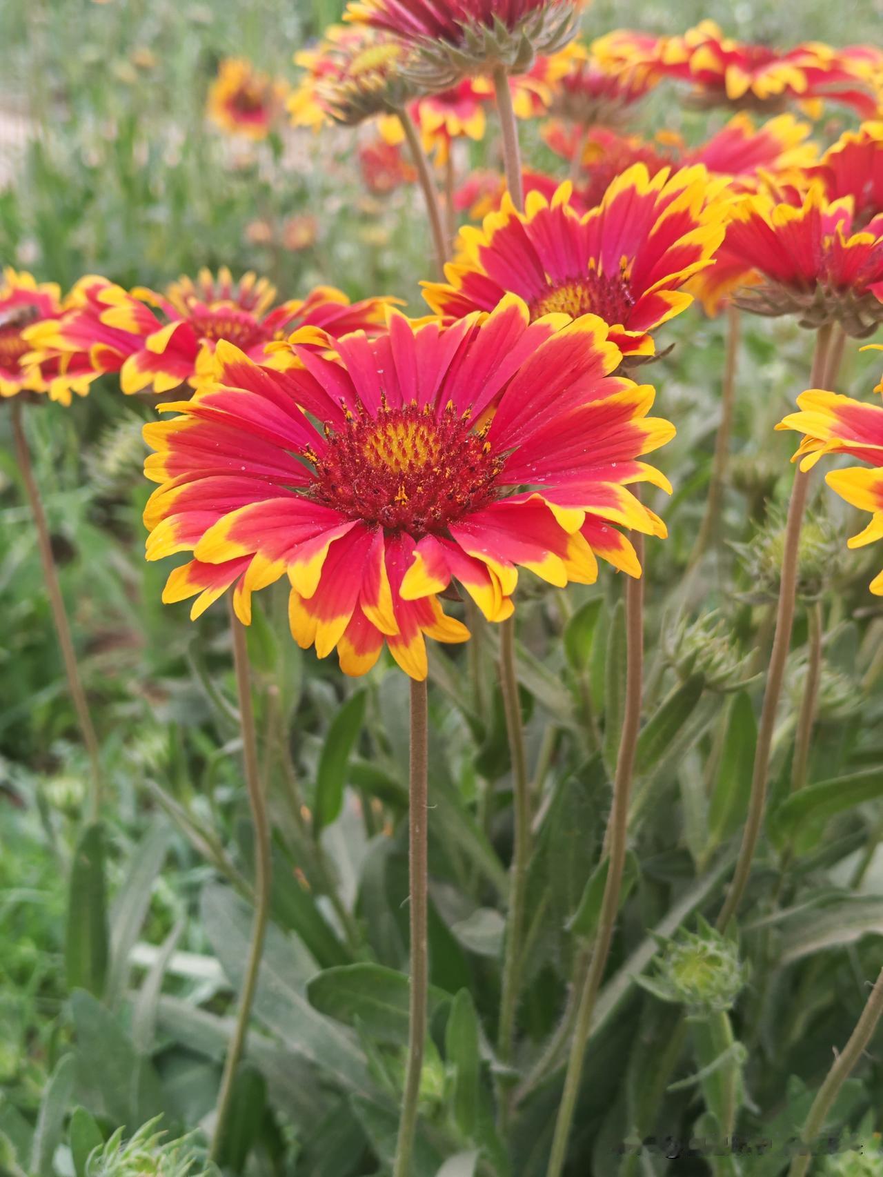 真心话茶局小花