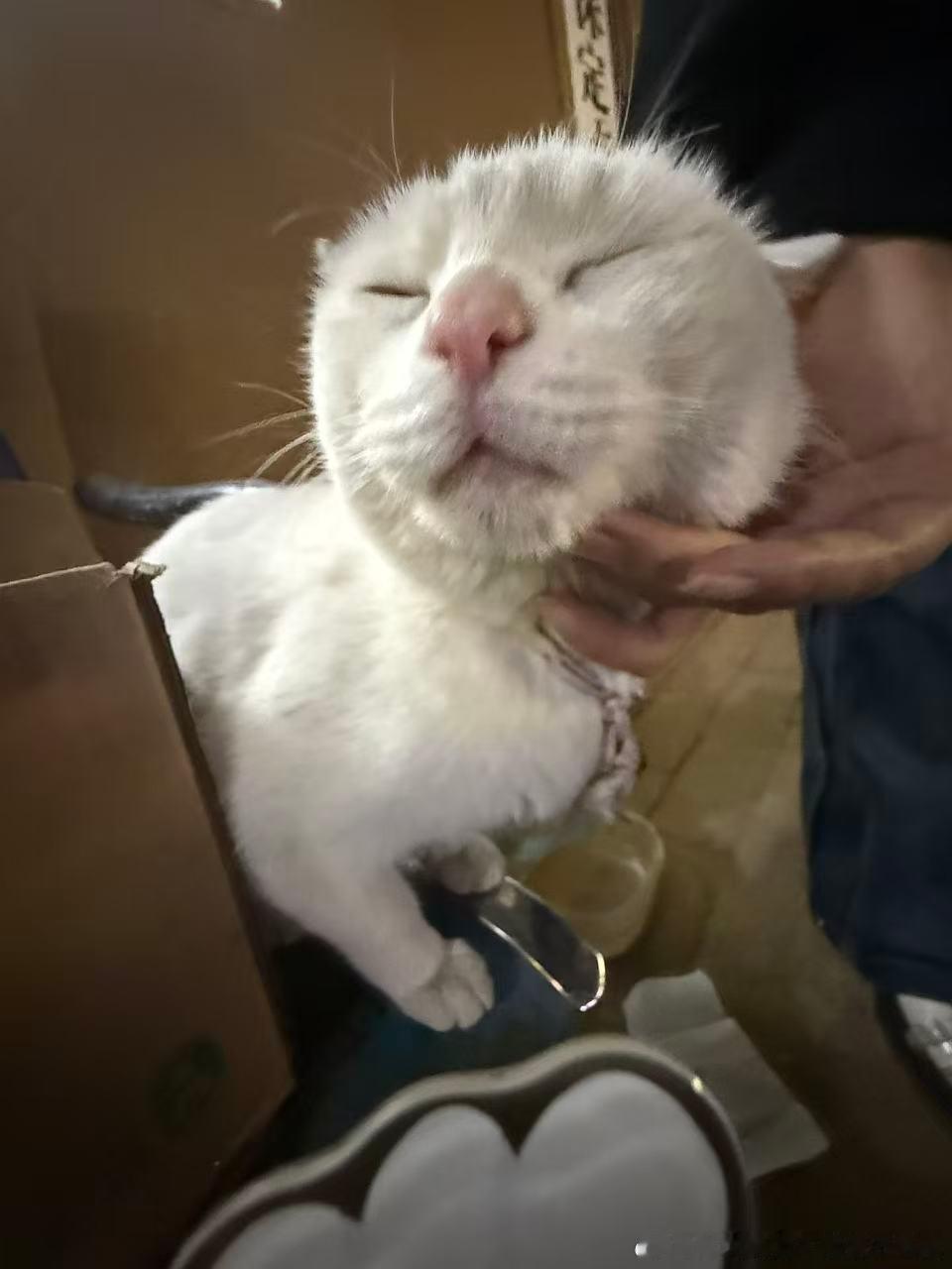 49596丑猫】小丽，小丽，俺今天晚上又喝了两斤酒，俺还是忘不了你 