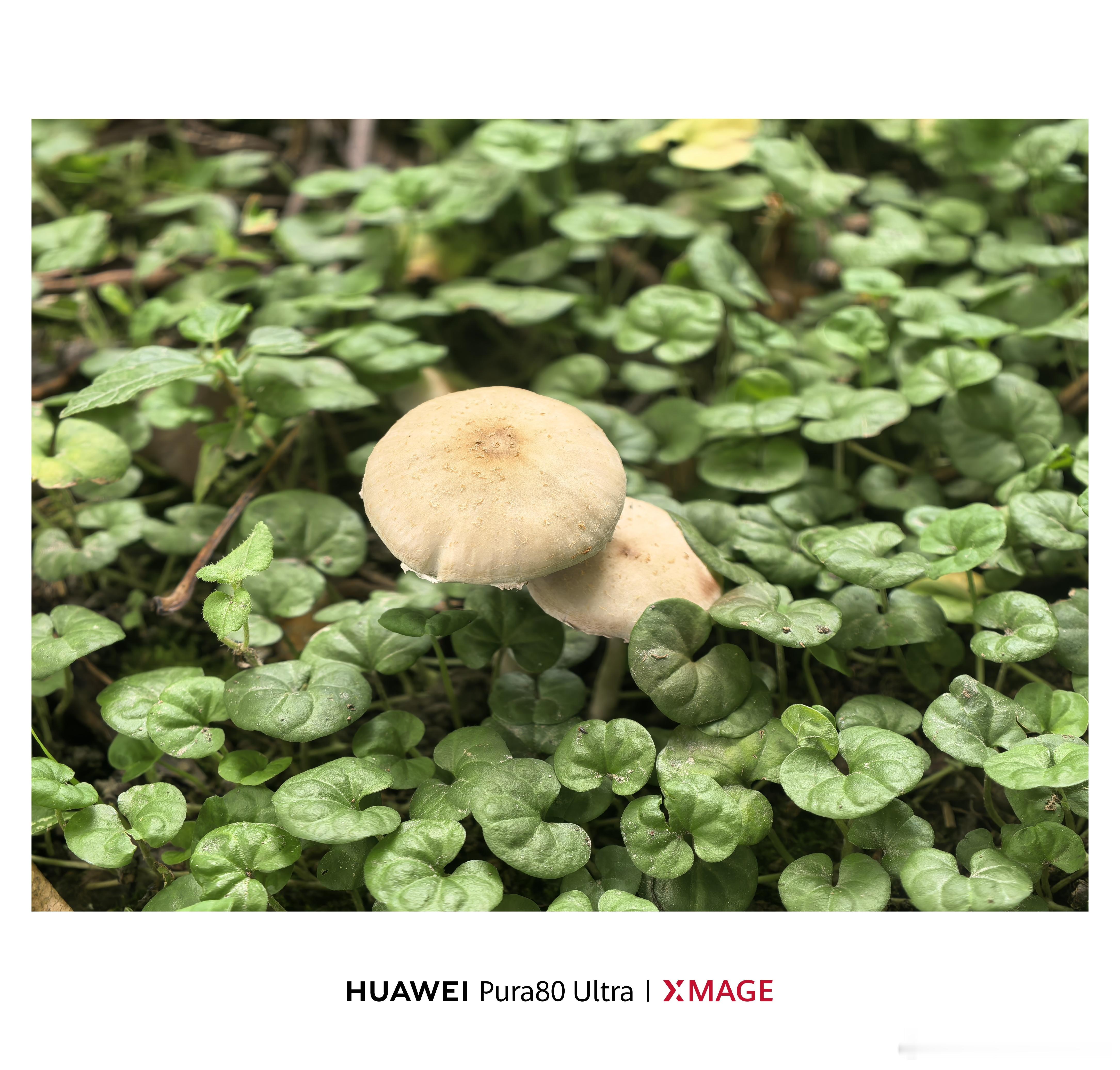 最近成都经常下雨，附近的公园里都长蘑菇了~都不认识，不知道有没有毒[并不简单]不