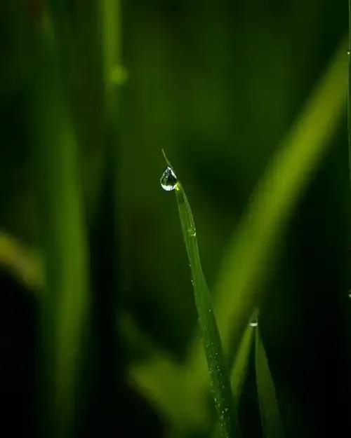 夜雨或者说雨夜真的是神奇的存在，
春季的雨夜充满了静谧，
随风潜入夜，润物细无声