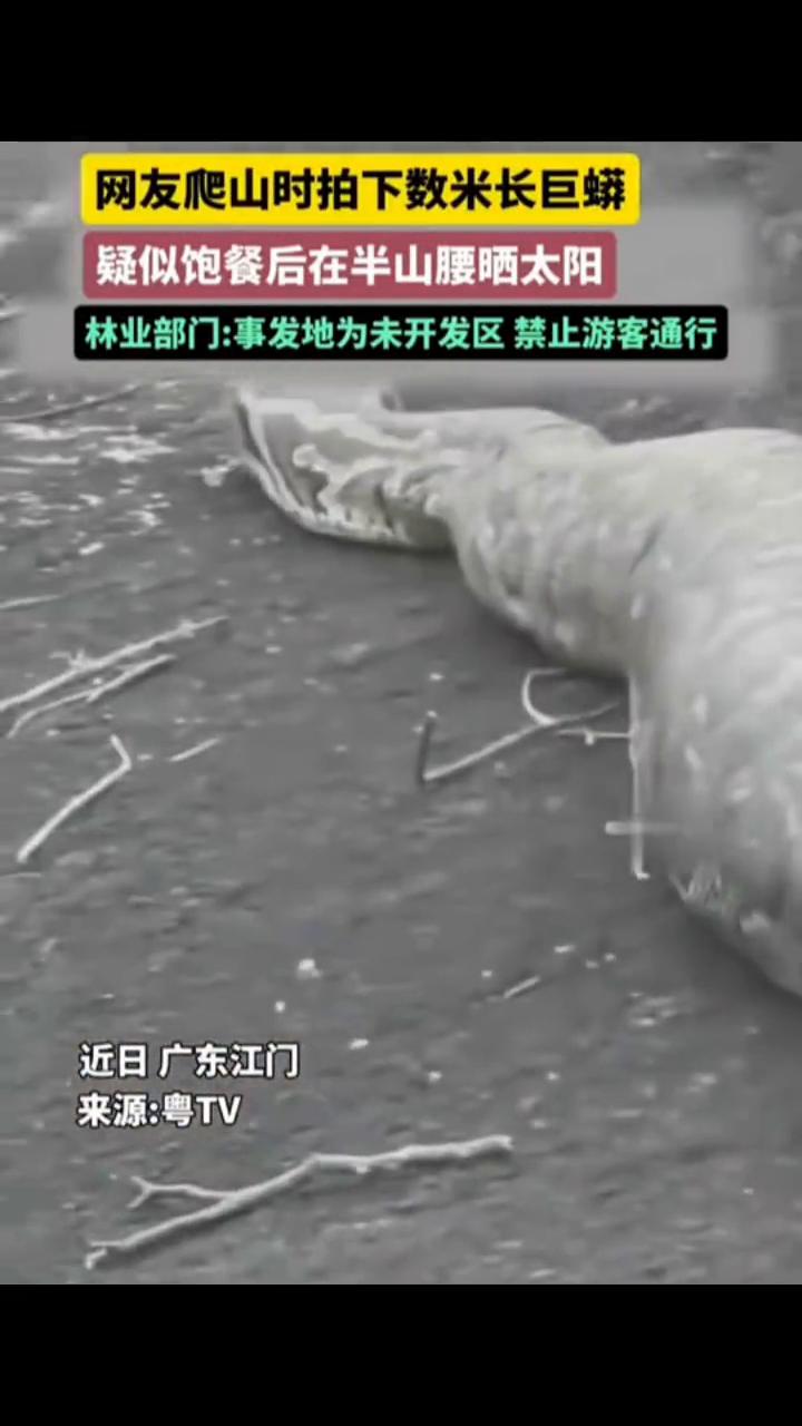 网友爬山时拍下数米长巨蟒，疑似饱餐后在半山腰晒太阳。
江门市林业部门工作人员。
