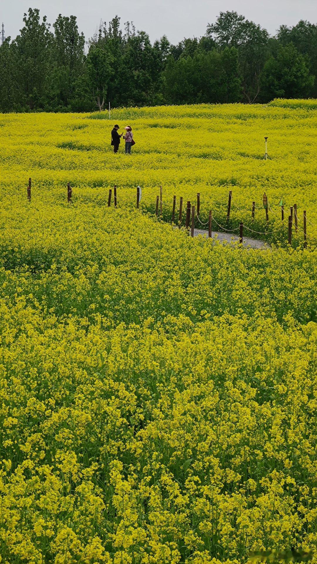 北京 温榆河公园芸上梯田油菜花海摄影​​​