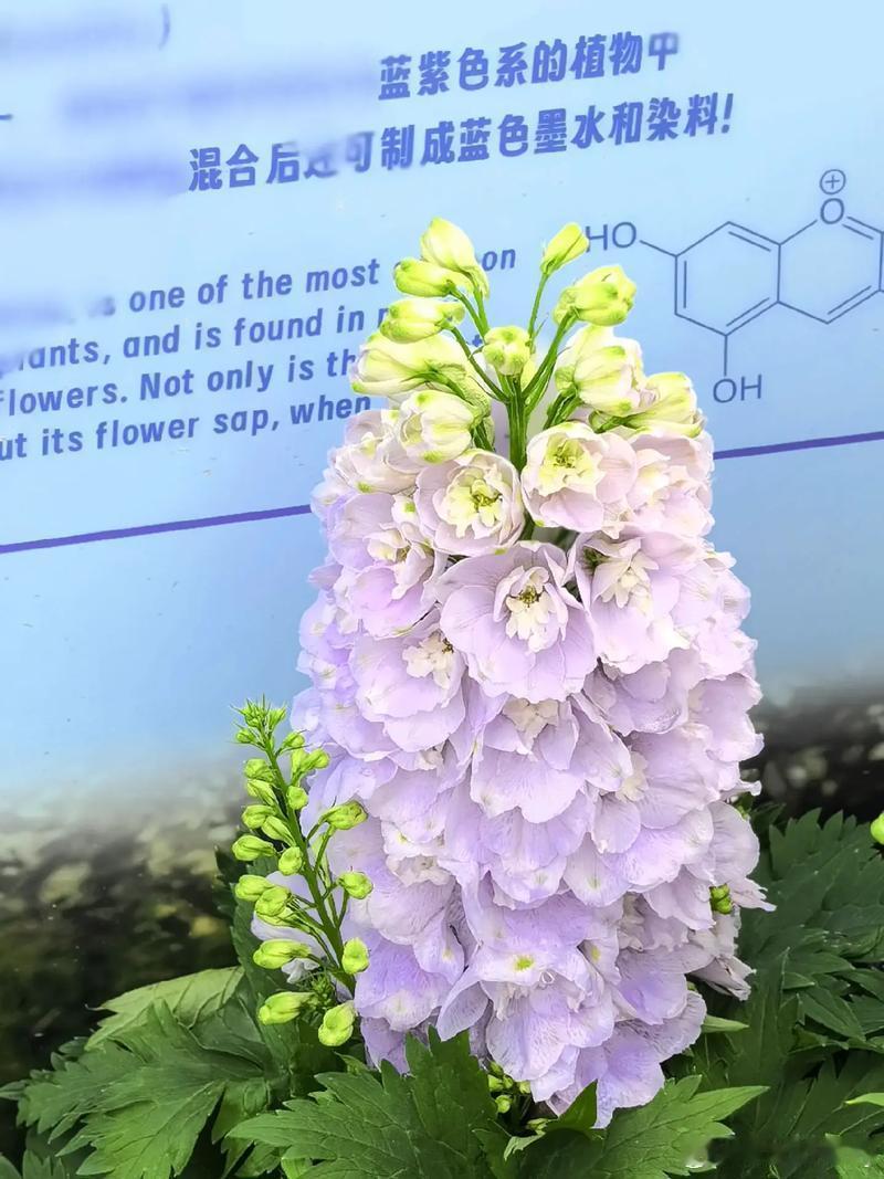 [心][心][心]飞燕花的种植方法包括播种、分株和扦插三种繁殖方式。[心]播种时