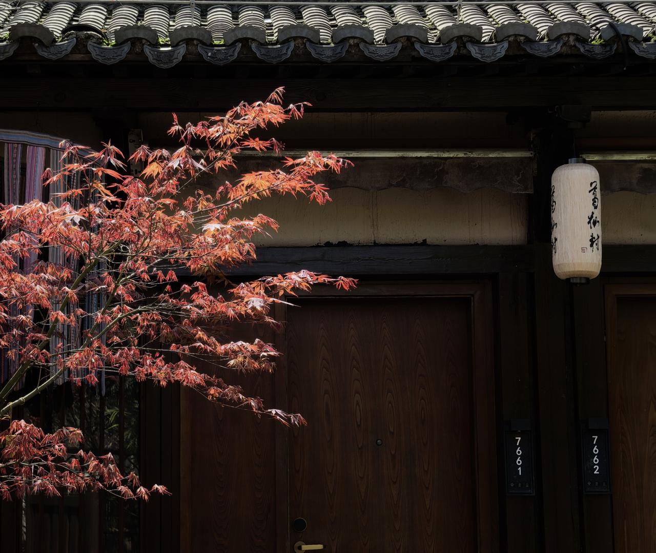 恍若秋天的红叶，却是葛仙村的春色。晒图笔记大赛旅行随手拍