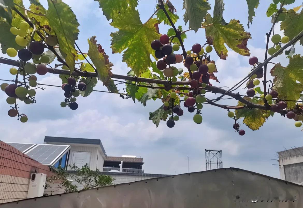 看看自家不打药的葡萄🍇
盼望了一年
就这些！
#上热门摘葡萄了# #这葡萄不打