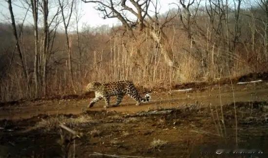 在甘肃平凉的青山绿水间，藏着一段令人扼腕叹息的故事，也折射出我们每个人心中那份“