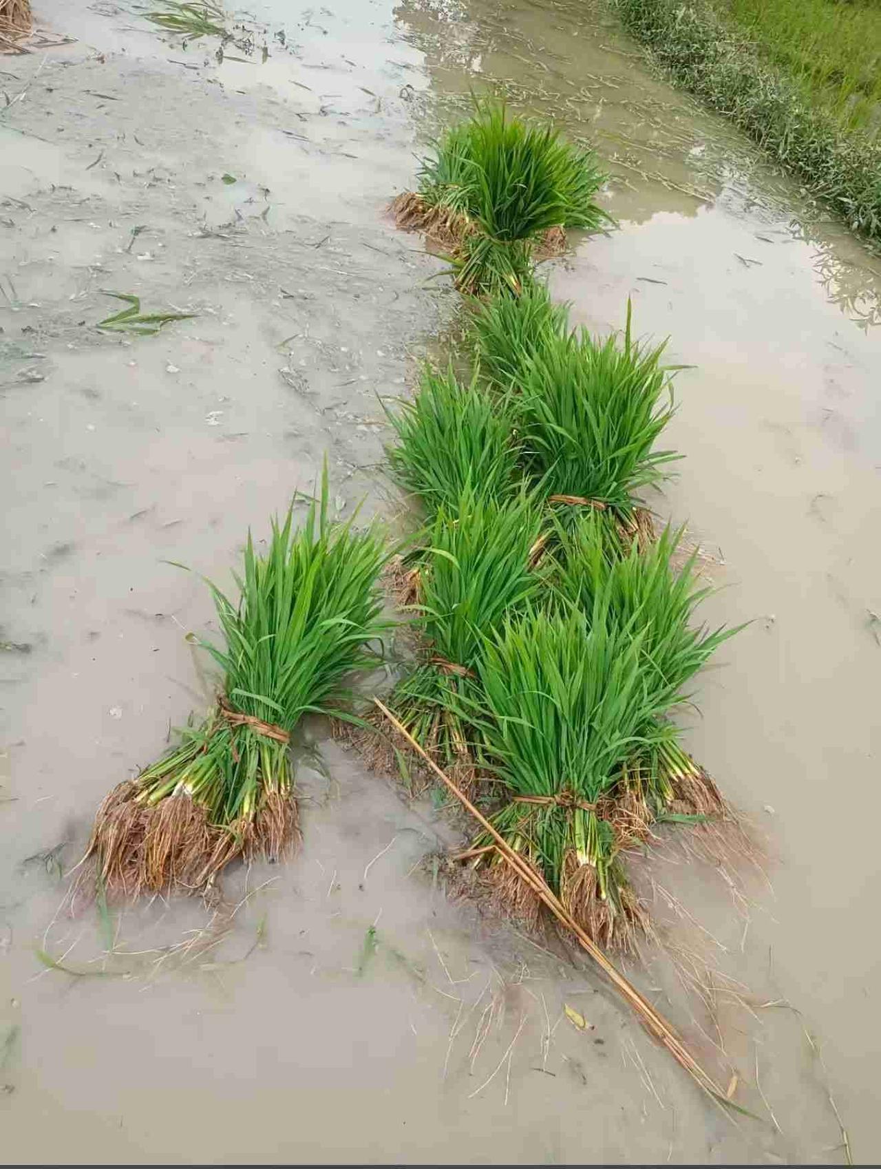 我的今日状态：😁轻松愉快
我这里的天气：🌧下雨