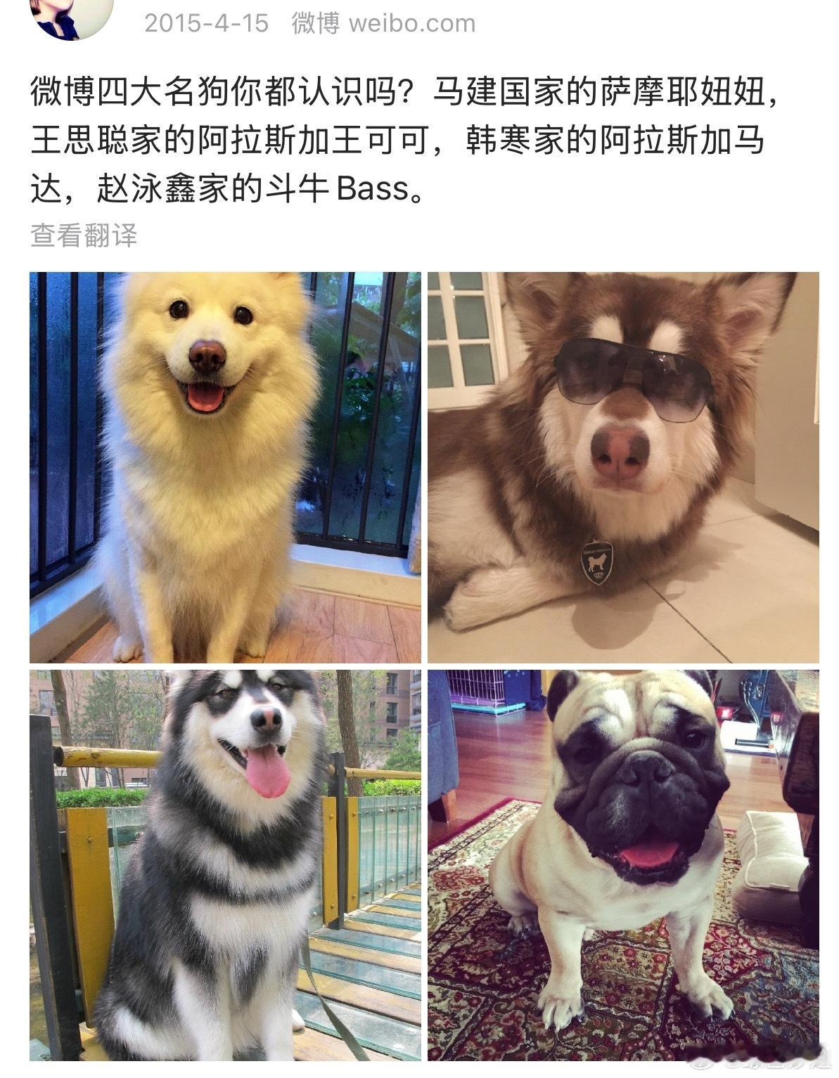 黄晓明养了韩寒爱犬的儿子韩寒的阿拉斯加犬马达的儿子都这么大了！竟然还给黄晓明养了