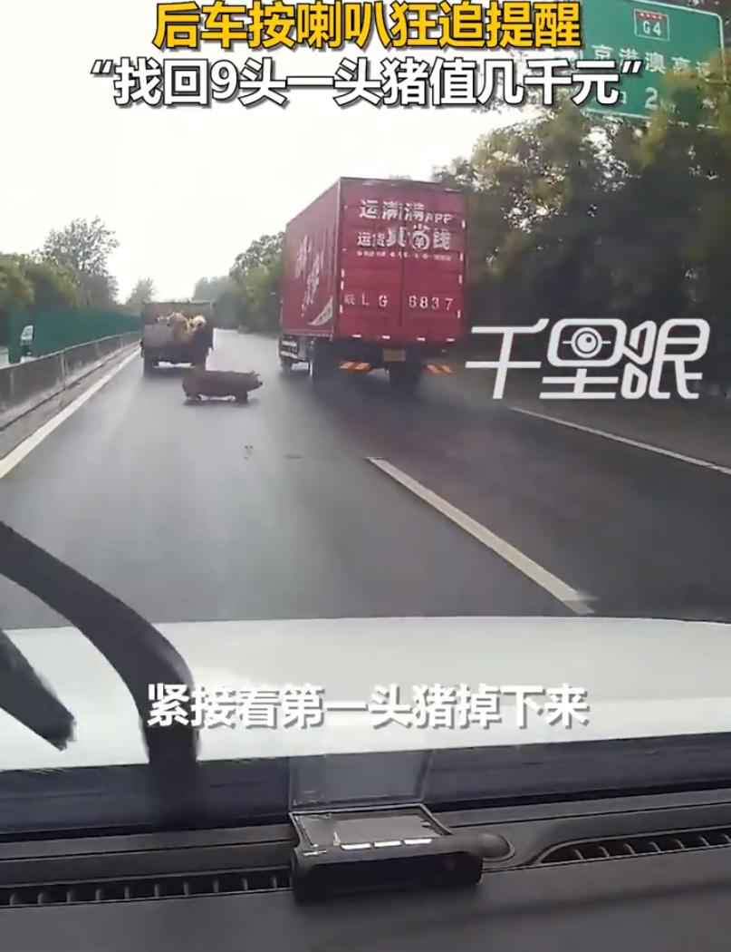 货车在道路上行驶，猛然间从车上陆续掉下十头猪！而司机并未察3觉。
前不久，河南驻