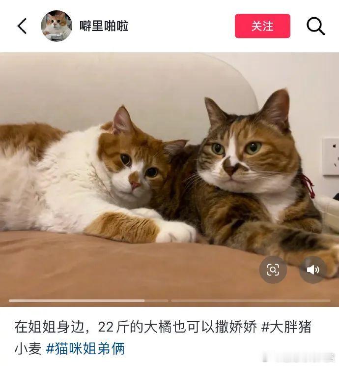 心机卡车还有自己特殊的拍照技巧 宠物卖萌中心 ​​​