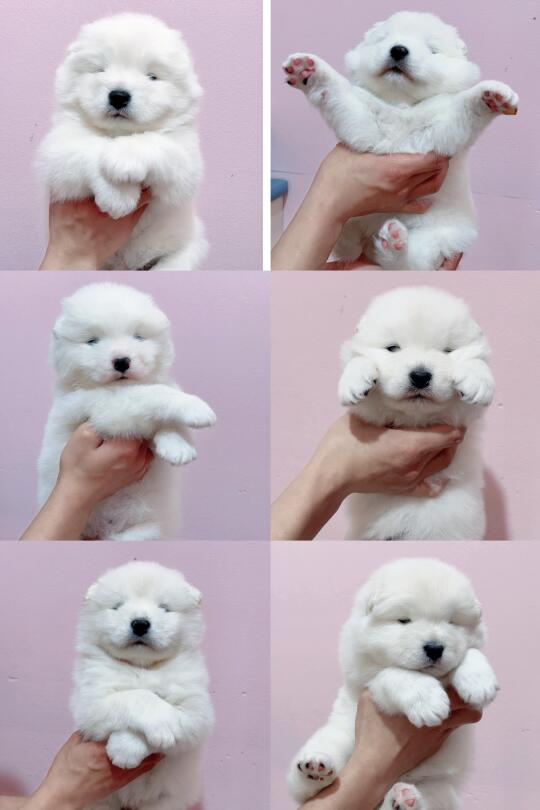 赵富贵与Enen的6只天使满月喽