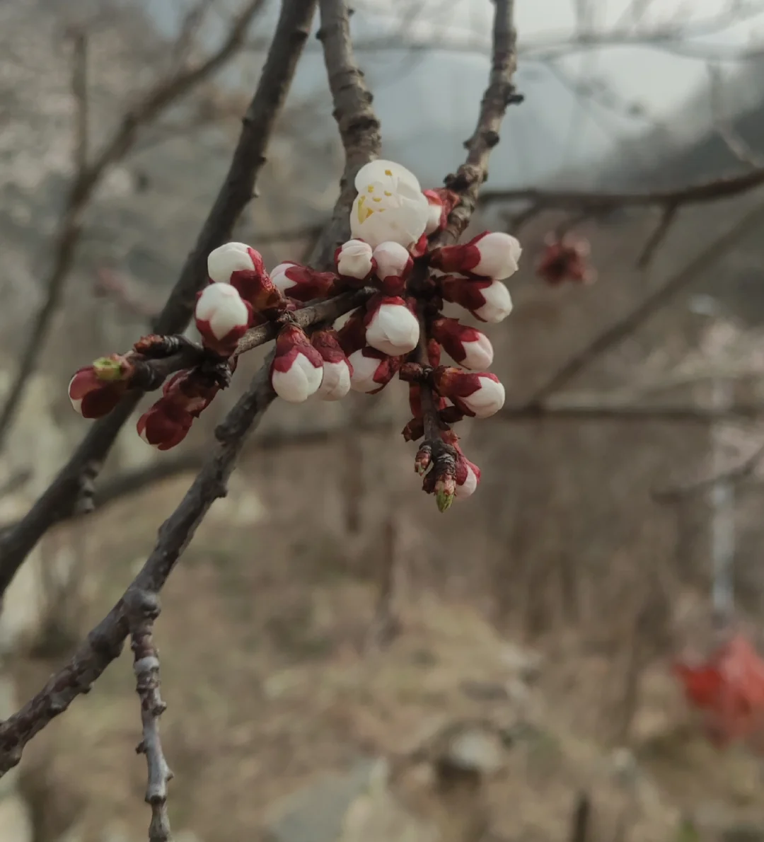 初探伤寒论（2）