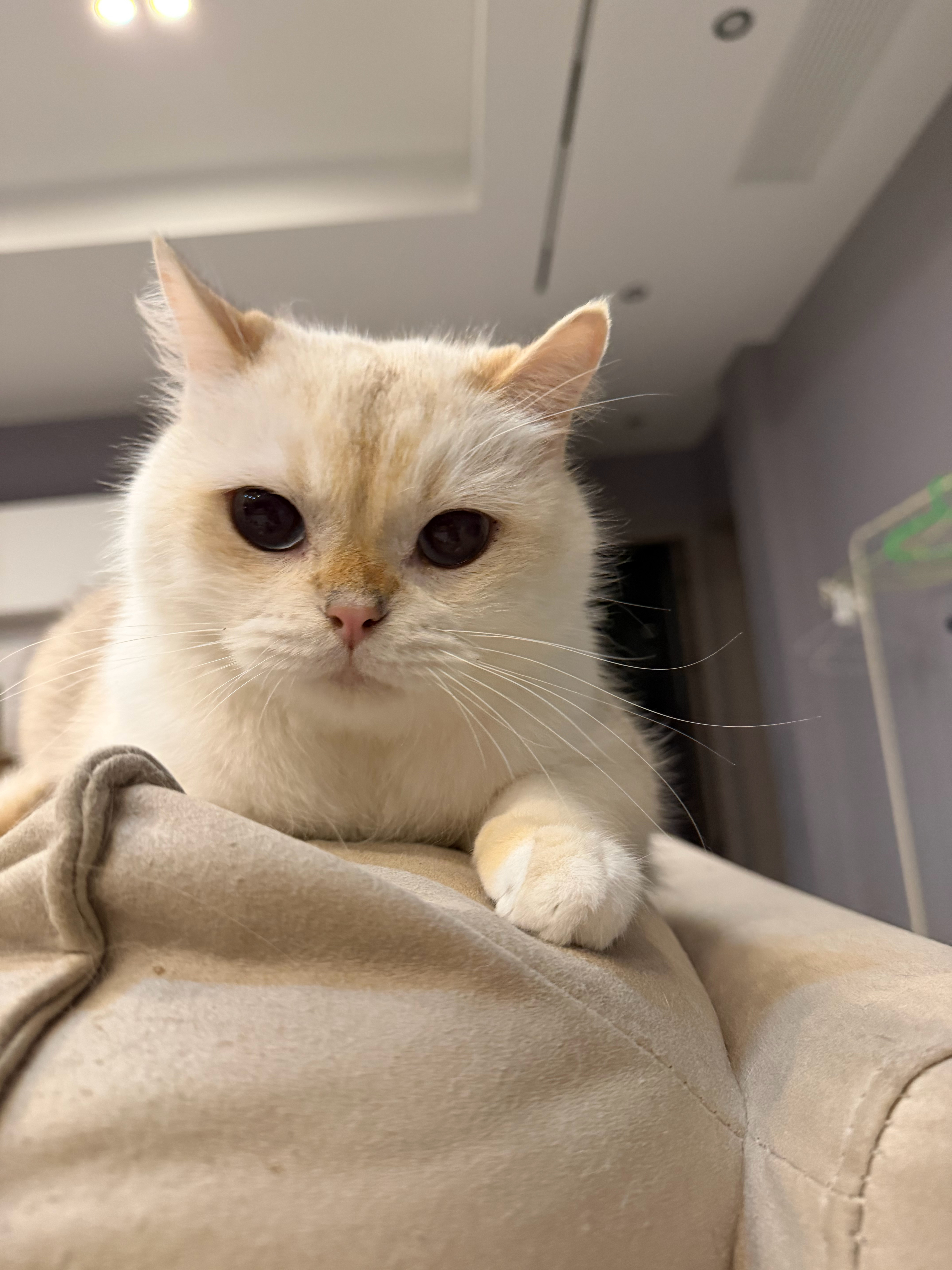 猫宁！我要穿越回国庆前一天，手抠插座会有用吗？[跪了][跪了] ​​​