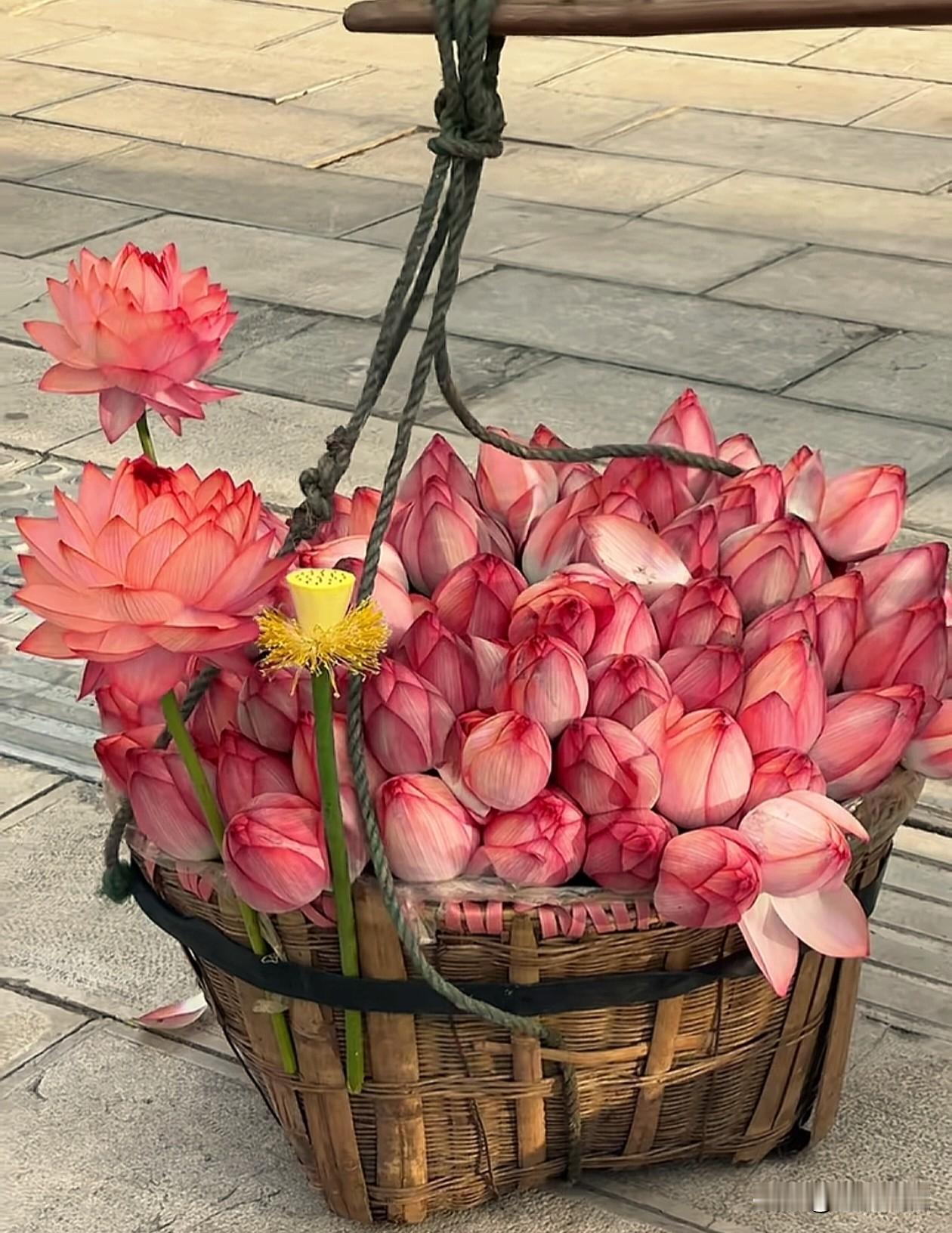 |🅖☻☻🅓 ’͜‘

莲花开了 
许你 许我 许我们都能“好运莲莲” 。
