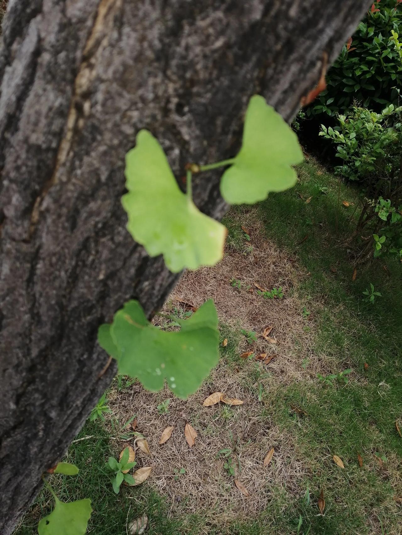 一场急雨，驱散了景观带边散步的人。留下一方清净给天地、给我。

打着伞漫步，只觉