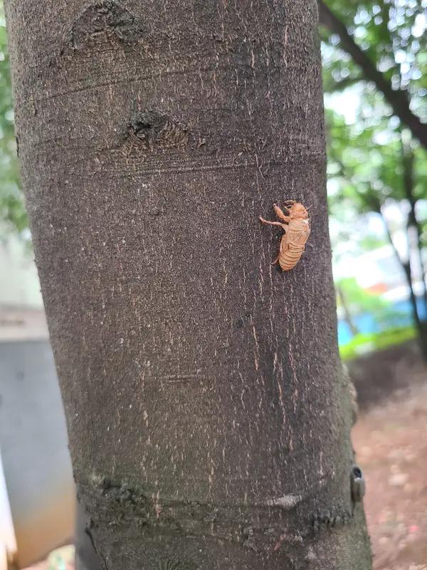 蝉没脱壳前，你们叫什么晌午歪