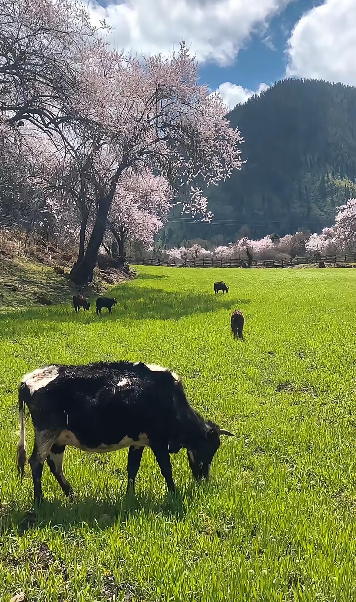 农人与牛
 
田埂是岁月铺就的路
牛蹄踏碎晨雾
犁铧翻开泥土
也翻开人间最朴素的