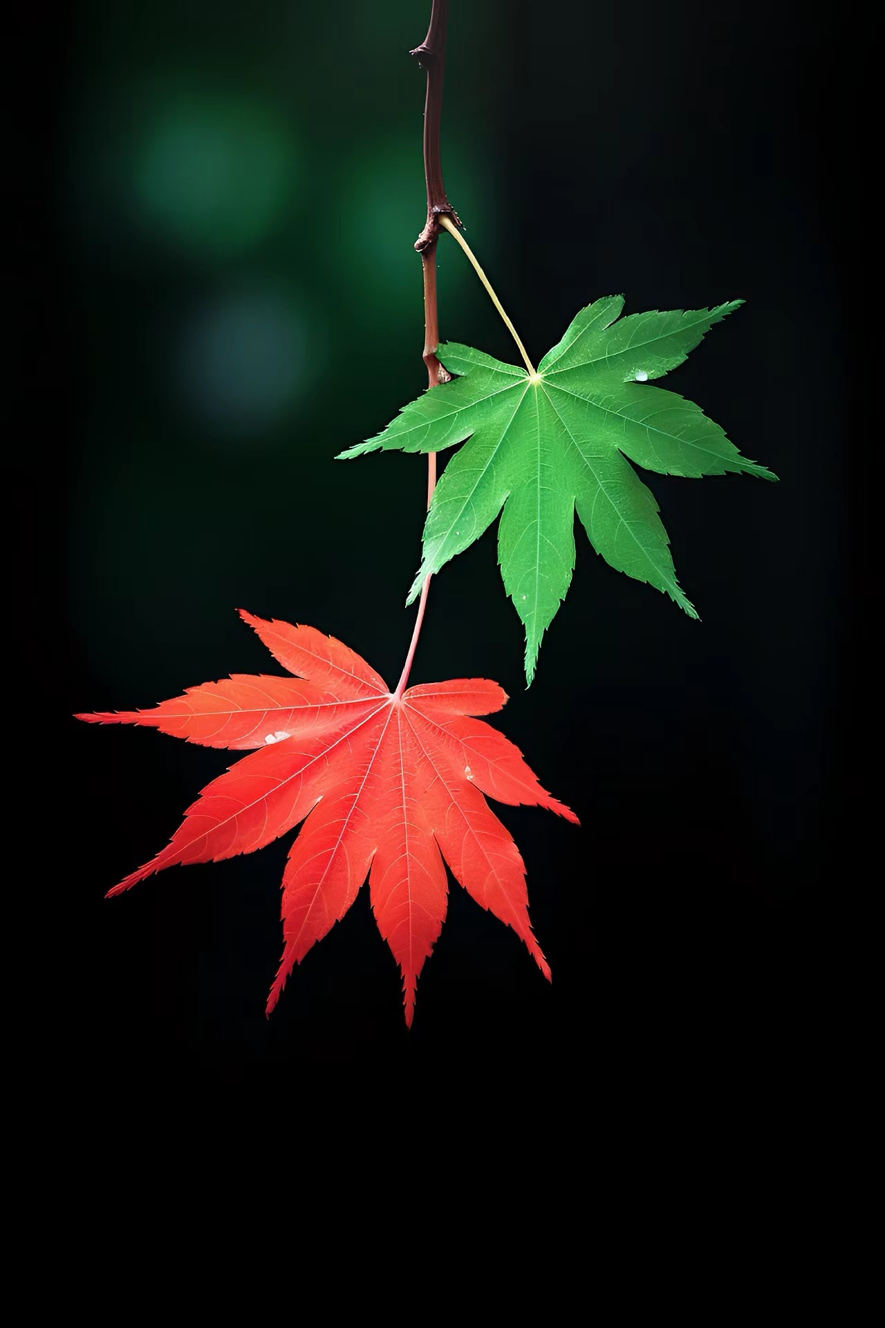 每一餐都要包含碳水、蛋白质和脂肪你需要蛋白质来提供氨基酸，从而合成多巴胺和去甲肾