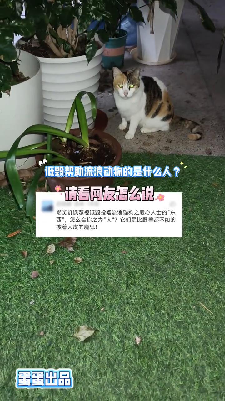 诋毁帮助流浪动物的是什么人？请看网友怎么说。
嘲笑、讥讽、蔑视、诋毁投喂流浪猫狗