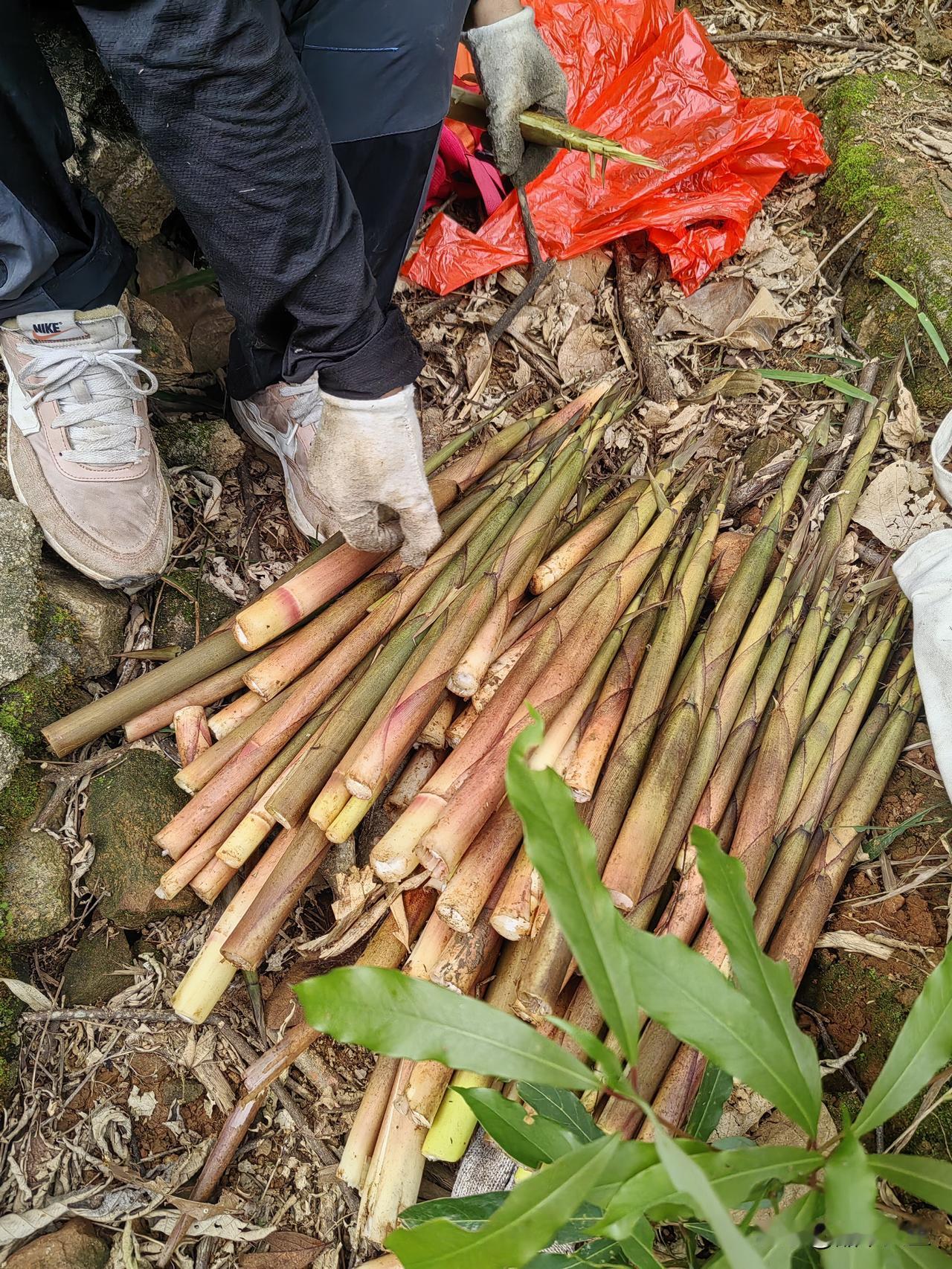 昨天还是很有收获的，换了一个地方拔笋，不到十分钟就收获满满，以前去那种人尽皆知的