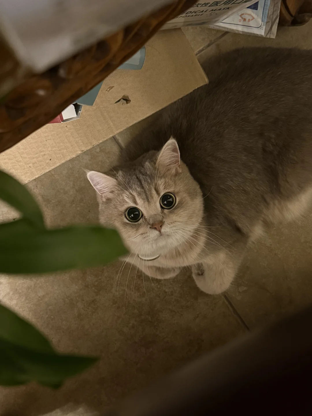 小猫咪一抬头满眼都是你