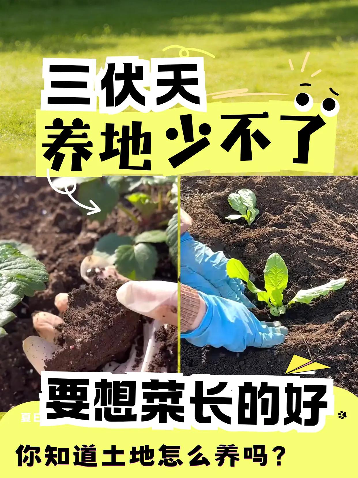 要想菜长的好，伏天养地少不了！。伏天