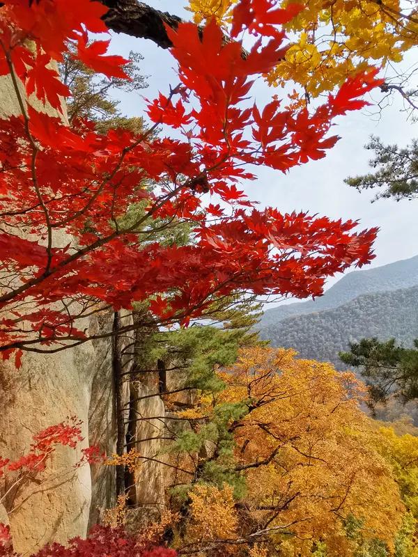 上联：千山红叶燃诗意，
下联：万壑松风入画来。