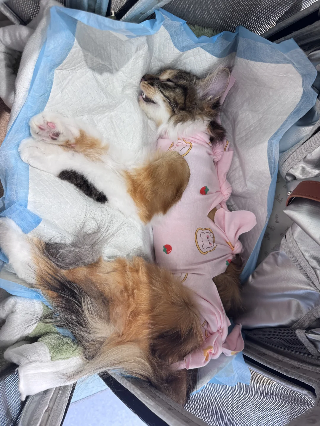 在家称王称霸，到了医院一声没吭，怂的一批