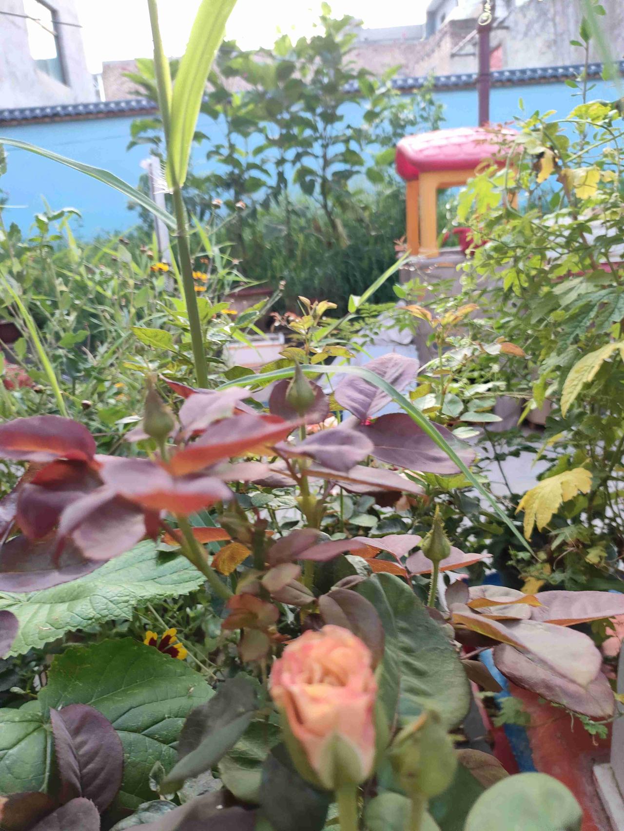 我的今日状态：😁轻松愉快
我这里的天气：☀️晴天 小院一角，花苞悄悄酝酿，静待
