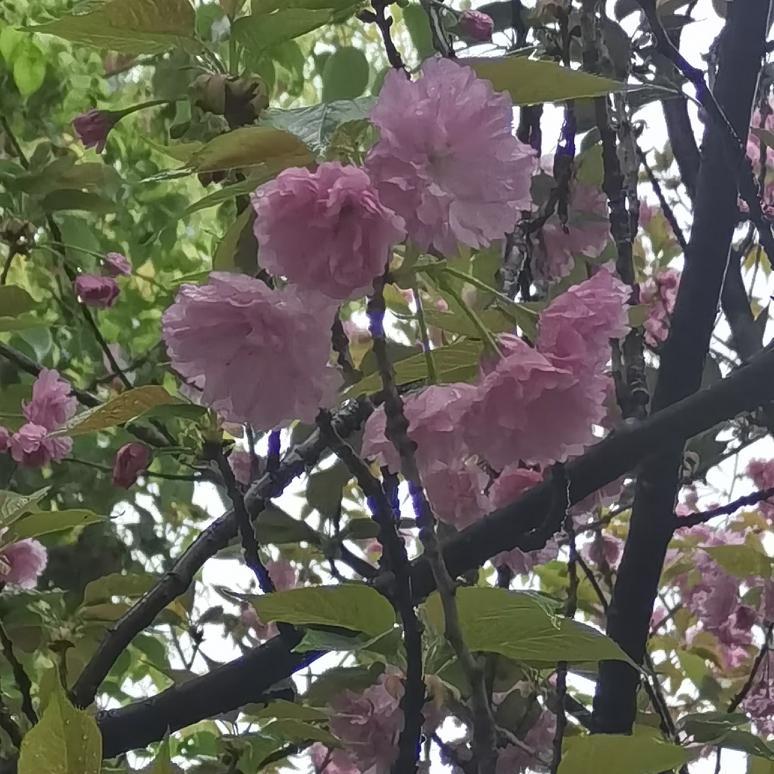 今天又与几个朋友出去玩了，走到一个地方，发现几树花开得正艳。人的天性都是爱花的，