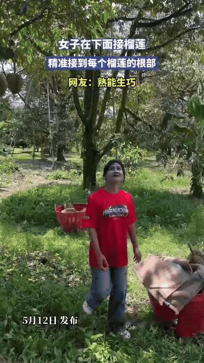 “怎么做到如此丝滑的”！网友分享了一段视频，女子站在榴莲树下，树上的人把采摘好的