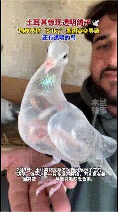 土耳其惊现“透明鸽子”，羽毛透光如薄纱，真相竟是基因突变
 
2月9日，土耳其锡
