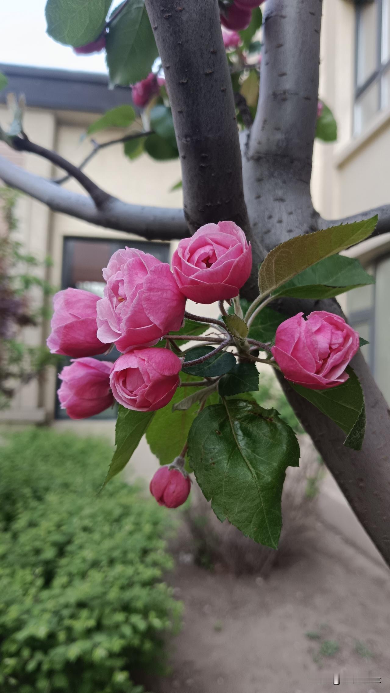 这种小花，虽然不比牡丹、芍药、月季、山茶等等大花朵，但另有一种妩媚。很多人以为她