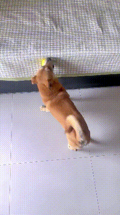 该说不说，
这二哈真会玩，
玩的有模有样，
绘声绘色，
搞得我都想去弄两下！
[