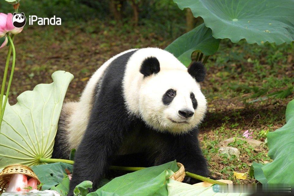 熊猫守护者 圆滚滚的团子披着黑白绒毛，标志性的黑眼圈格外灵动。啃竹子时腮帮子鼓鼓