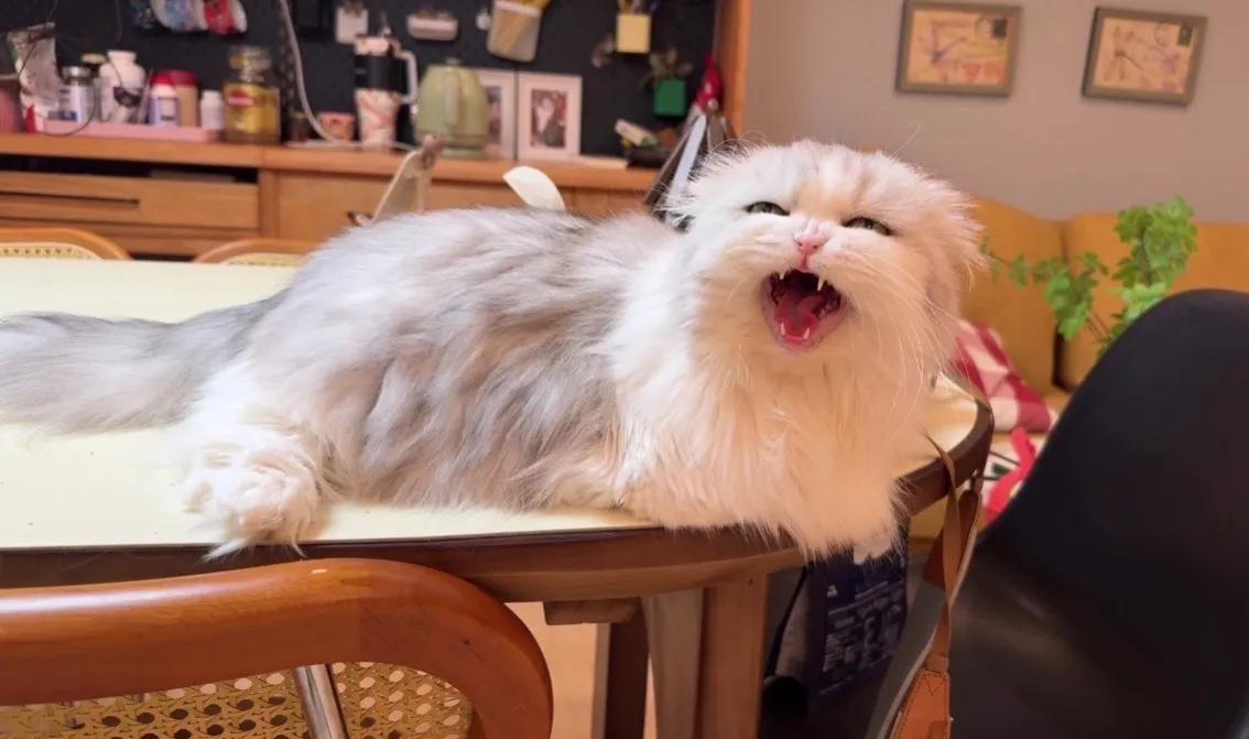 叫了半天终于吃上了，现在能睡着了！
#萌宠# #猫咪#