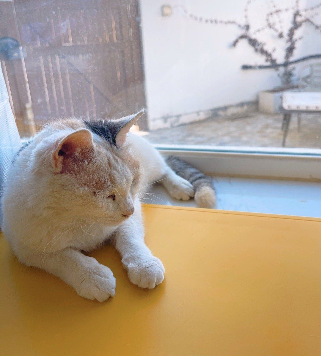 流浪动物救助 三彩救回来有十几天了，肉眼可见的状态一天天好起来了。原来担心她长期