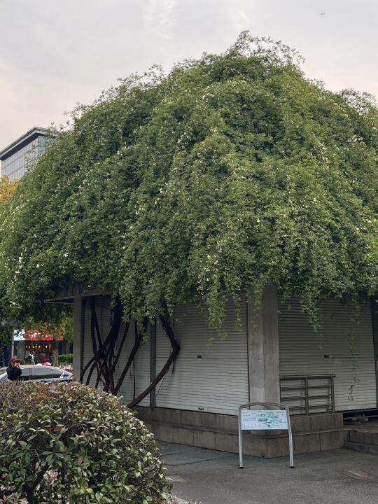 4.5杭州运河七里香木香花瀑布实况！开了！！！