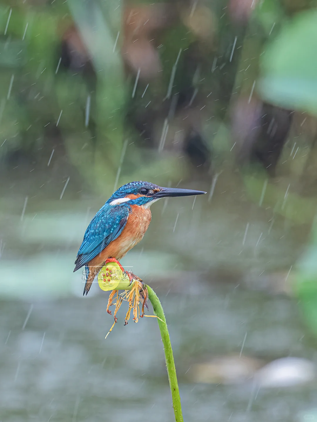 在雨中